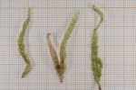 Plagiothecium undulatum