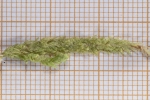 Plagiothecium undulatum