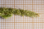 Plagiothecium undulatum