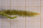 Plagiothecium undulatum