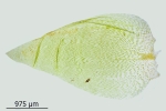 Plagiothecium undulatum