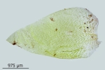 Plagiothecium undulatum