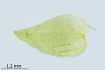Plagiothecium undulatum