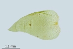 Plagiothecium undulatum