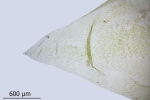Plagiothecium undulatum