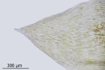 Plagiothecium undulatum