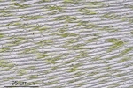 Plagiothecium undulatum