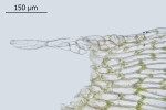 Plagiothecium undulatum