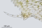 Plagiothecium undulatum
