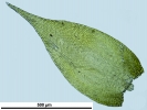 Hypnum resupinatum