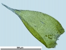 Hypnum resupinatum