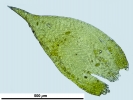 Hypnum resupinatum