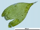 Hypnum resupinatum