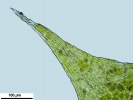 Hypnum resupinatum
