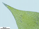 Hypnum resupinatum