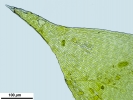 Hypnum resupinatum