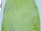 Hypnum resupinatum