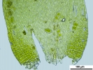 Hypnum resupinatum