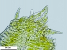 Hypnum resupinatum
