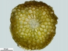 Didymodon sinuosus
