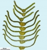 Didymodon sinuosus