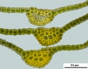Didymodon sinuosus