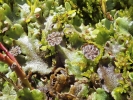 Marchantia polymorpha subsp. montivagans