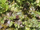 Marchantia polymorpha subsp. montivagans