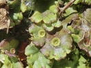 Marchantia polymorpha subsp. montivagans