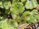Marchantia polymorpha subsp. montivagans