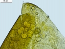 Loeskypnum wickesiae
