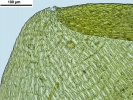 Loeskypnum wickesiae