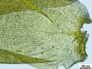 Loeskypnum wickesiae