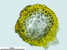 Loeskypnum wickesiae