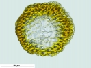 Loeskypnum wickesiae
