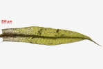 Ptychostomum touwii