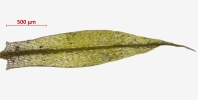 Ptychostomum touwii
