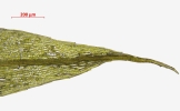 Ptychostomum touwii