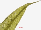 Ptychostomum touwii