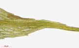 Ptychostomum touwii