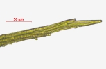 Ptychostomum touwii