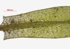 Ptychostomum touwii