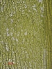 Ptychostomum touwii