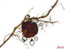 Ptychostomum touwii