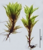Ptychostomum donianum