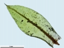 Ptychostomum donianum