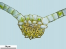 Ptychostomum donianum