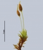 Weissia condensa var. condensa
