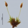 Weissia condensa var. condensa