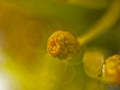 Weissia condensa var. condensa